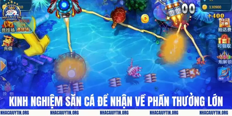 Kinh nghiệm săn cá để nhận về phần thưởng lớn
